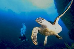 hawksbill turns away from the camera as my wife looks on. by Terry Moore 